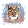 wildcat,lynx,pink,graffiti,painting,cat