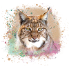 wildcat,lynx,beige,graffiti,painting,cat