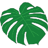 Monstera Leaf