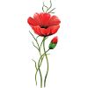 Fleur