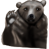 Ours brun