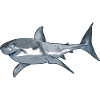 Great White Shark Illustration