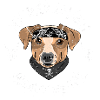 JACK RUSSEL TERRIER