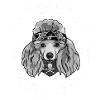 Caniche