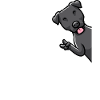 Patterdale terrier dog