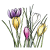 Krokusse