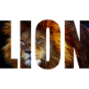 King Lion
