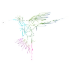 colibri antilles