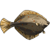Plaice Halibut