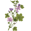 Wild mallow
