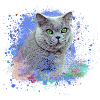 perserkatze,siamkatze,katze,braune katze, graffiti