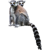 Lemurs Madagascar