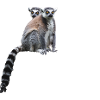 Lemur Monkey Africa