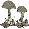 Fungi