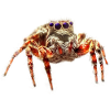 Jumping spider Jumping spiders Spiders