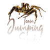 Jumping spider Jumping spiders Spiders