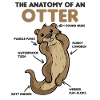 zoete Otter Uitleg Anatomie van een Otter