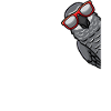 Grey Parrot Parrot