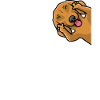 Teckel chien