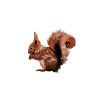 Rodent Squirrel