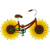 Sonnenblume Lustig Fahrrad