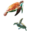 Skildpadder Skildpadde i havet