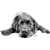 Labrador