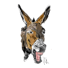 Donkey
