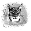 wildkatze,luchs,grau,graffiti,malerei,katze