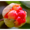Moltebeere