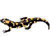 Fire Salamander Illustration – Native Amphibians