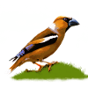 Hawfinch