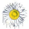 Daisy Stencil Graffiti Flower Marguerite