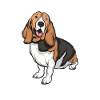 Basset Hound