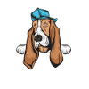 Basset Hound