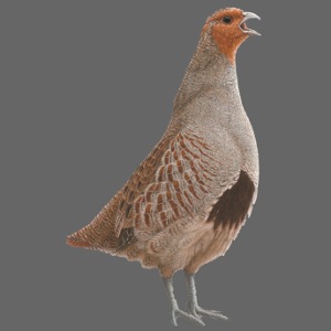 Grey partridge design