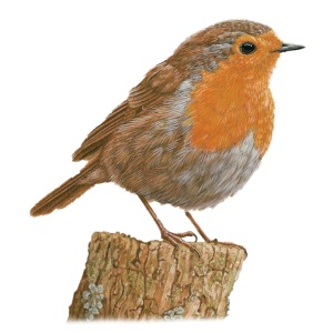Robin design