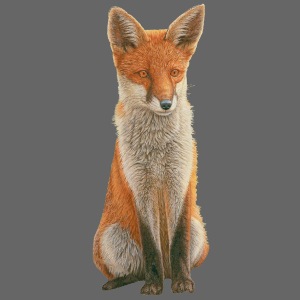 Red fox design