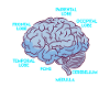Anatomie d’un cerveau médecine étudiant