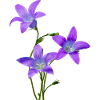 Bluebells