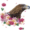 golden eagle