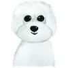 Bichon Pochen