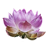 Lotus flower