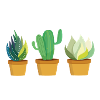 Succulents Are Plantastic