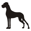 Petite Great Dane dans l'état