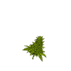 Cannabis religion