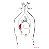 Flamenco