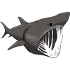 Requin pèlerin