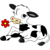 Calf with flower in the mouth