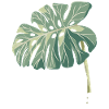 Plant Whisperer Agriculture Farmer